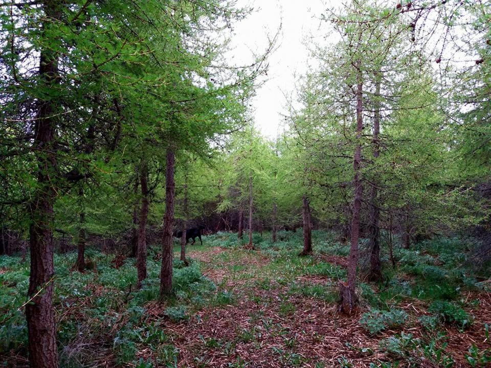 Bakkakot 1 - Cozy Cabins In The Woods Akureyri Ngoại thất bức ảnh